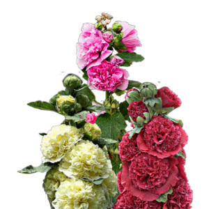 Egynyári mályvarózsa (Alcea rosea annua „Summer Carnival”) 1g, ~100 mag