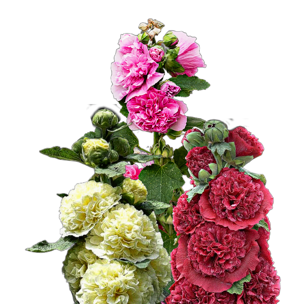 Egynyári mályva -Alcea rosea annua "Summer Carnival" - virágmag