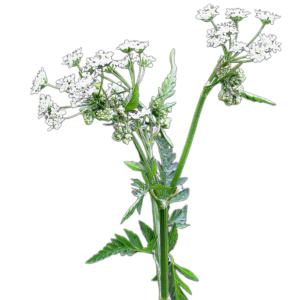 Erdei turbolya (Anthriscus sylvestris) 1g, ~120 mag