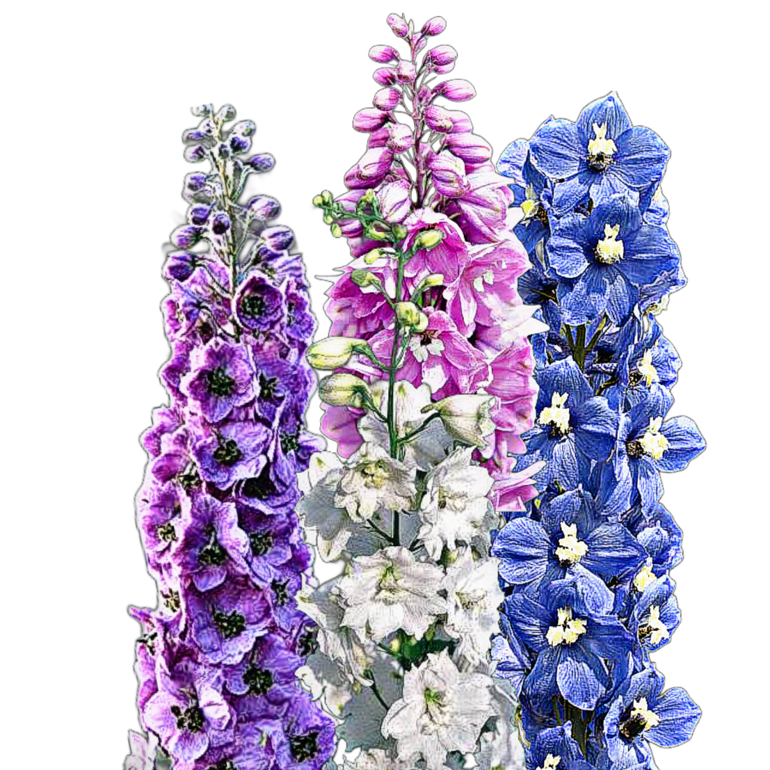 Évelő szarkaláb - Delphinium x cultorum Pacific mixed - virágmag
