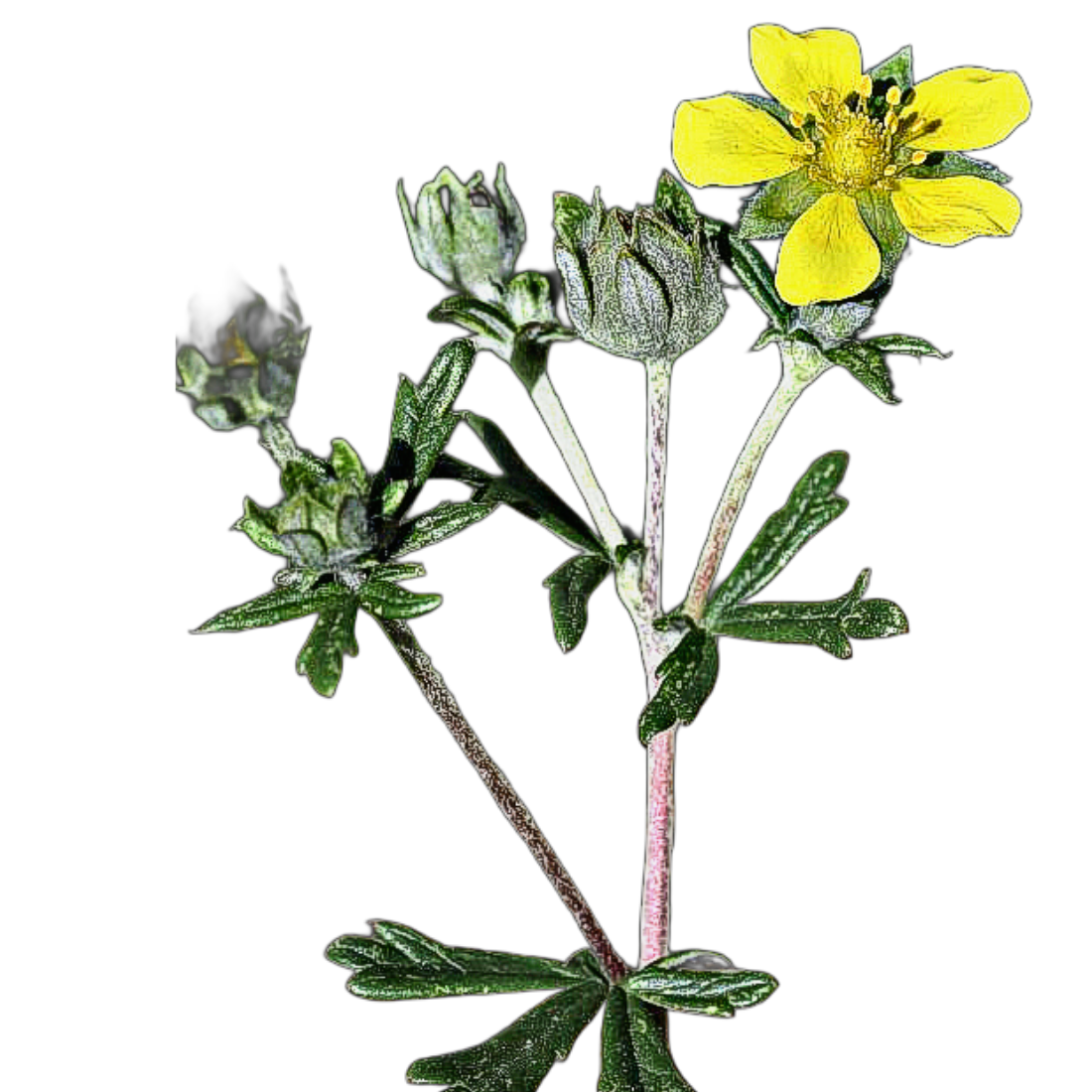 Ezüstös pimpó - Potentilla argentea - virágmag