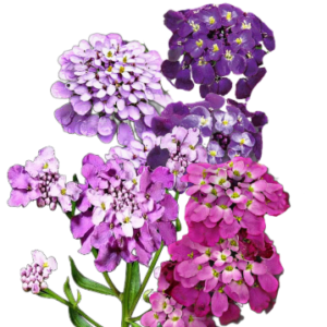 Ernyős tatárvirág (Iberis umbellata „Fairy Bouquet mixed”) 5g, ~2000 mag
