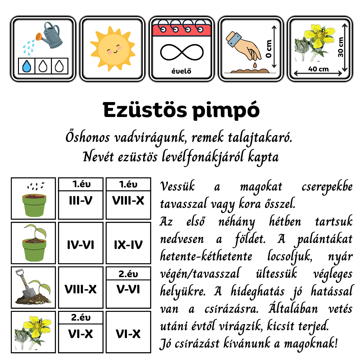 Ezüstös pimpó - Potentilla argentea - virágmag