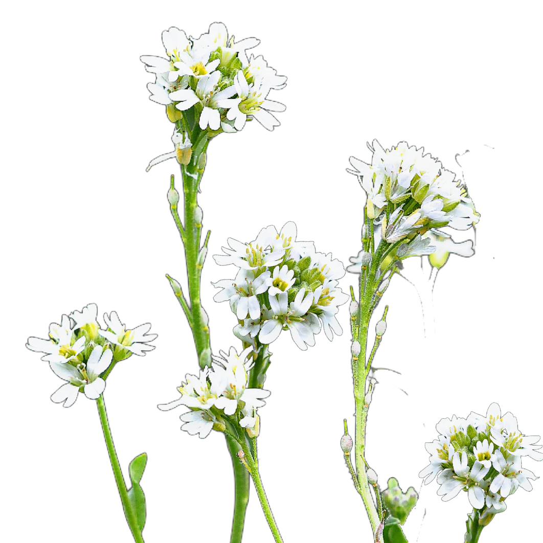 Fehér hamuka - Berteroa incana - őshonos magyar vadvirág mag