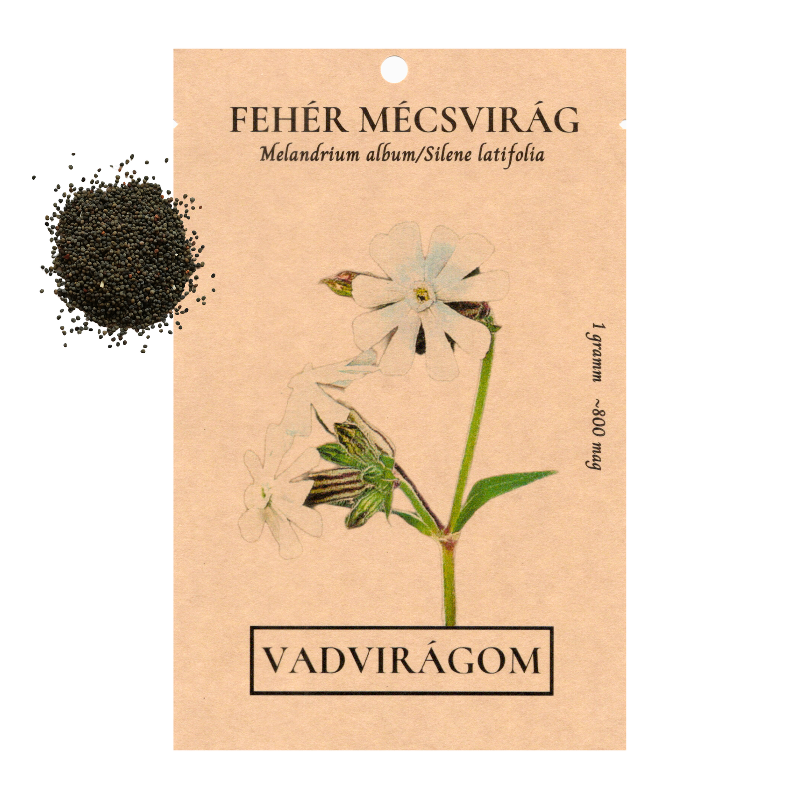 Fehér mécsvirág - Melandrium album - Silene latifolia - őshonos magyar vadvirág