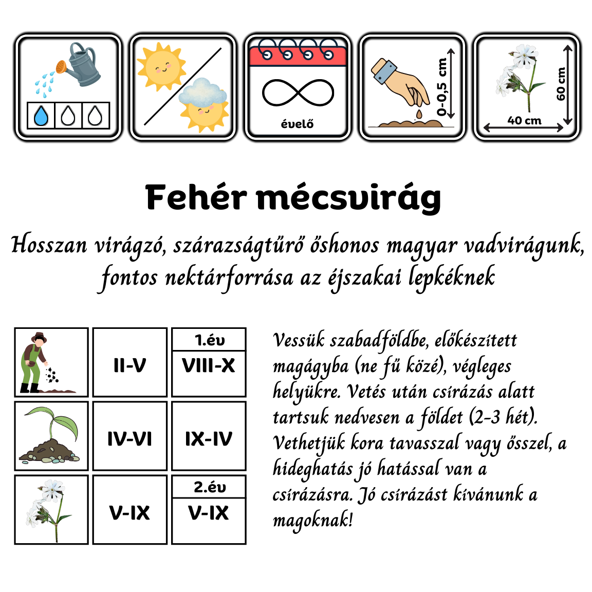 Fehér mécsvirág - Melandrium album - Silene latifolia - őshonos magyar vadvirág