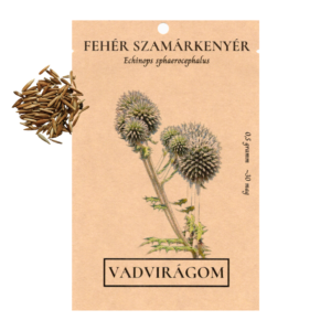 Fehér szamárkenyér (Echinops sphaerocephalus) 0,5g, ~30 mag