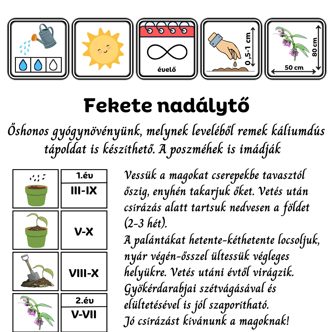 fekete nadálytő - Symphytum officinale - őshonos magyar gyógynövény