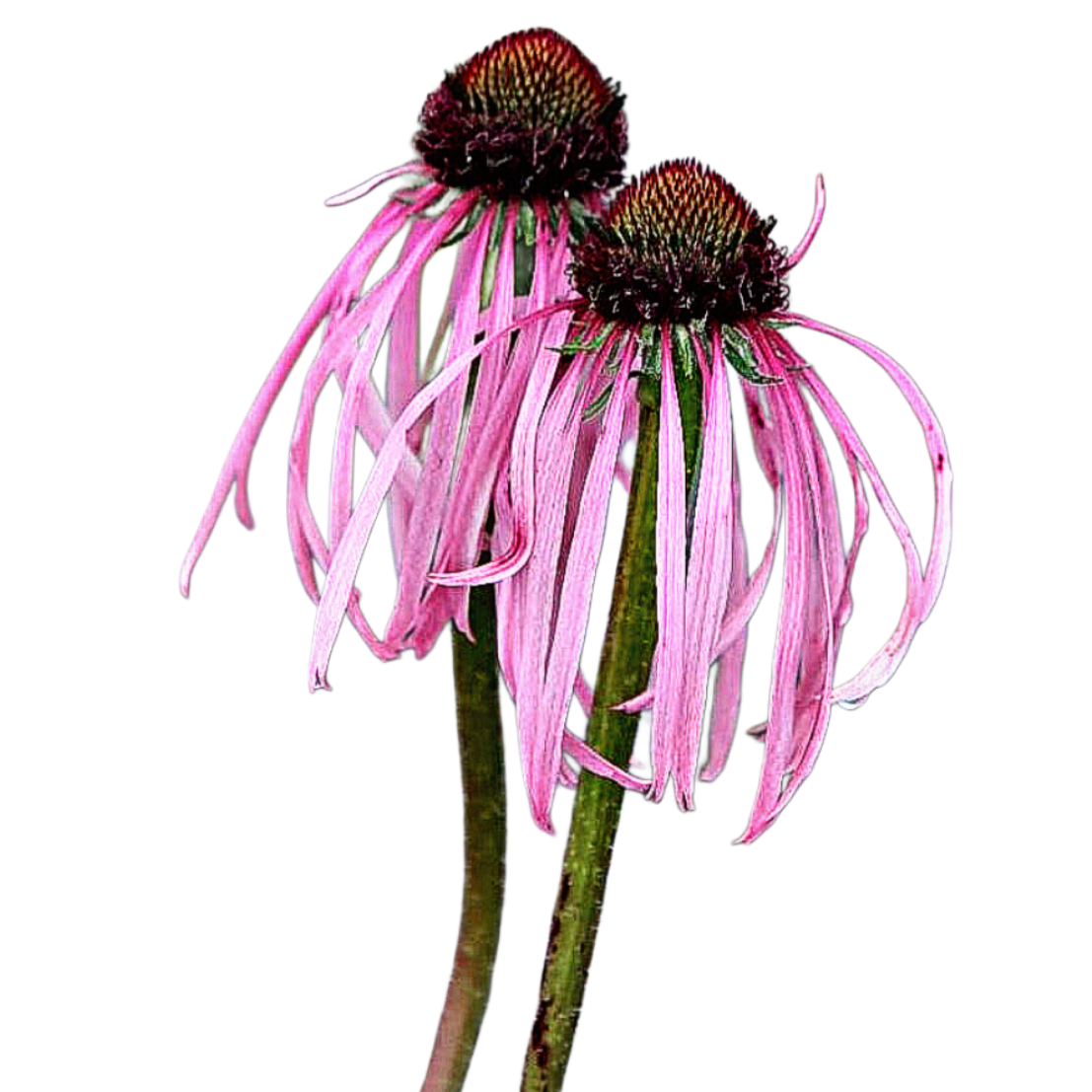 Halvány kasvirág - Echinacea pallida - virágmag