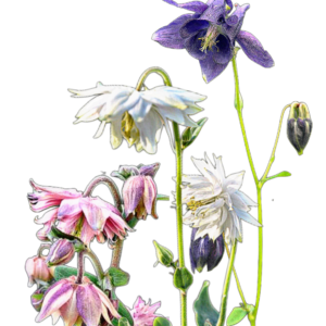 Harangláb (Aquilegia vulgaris dbl. fl. mixed) 0,5g, ~400 mag