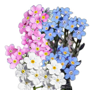 Havasi nefelejcs (Myosotis alpestris Mix) 1g, ~2200 mag