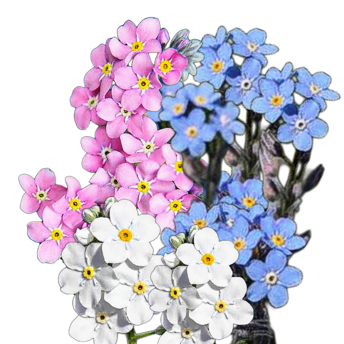 Havasi nefelejcs - Myosotis alpestris Mix - virágmag