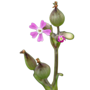 Homoki habszegfű (Silene conica pink) 2g, ~6600 mag