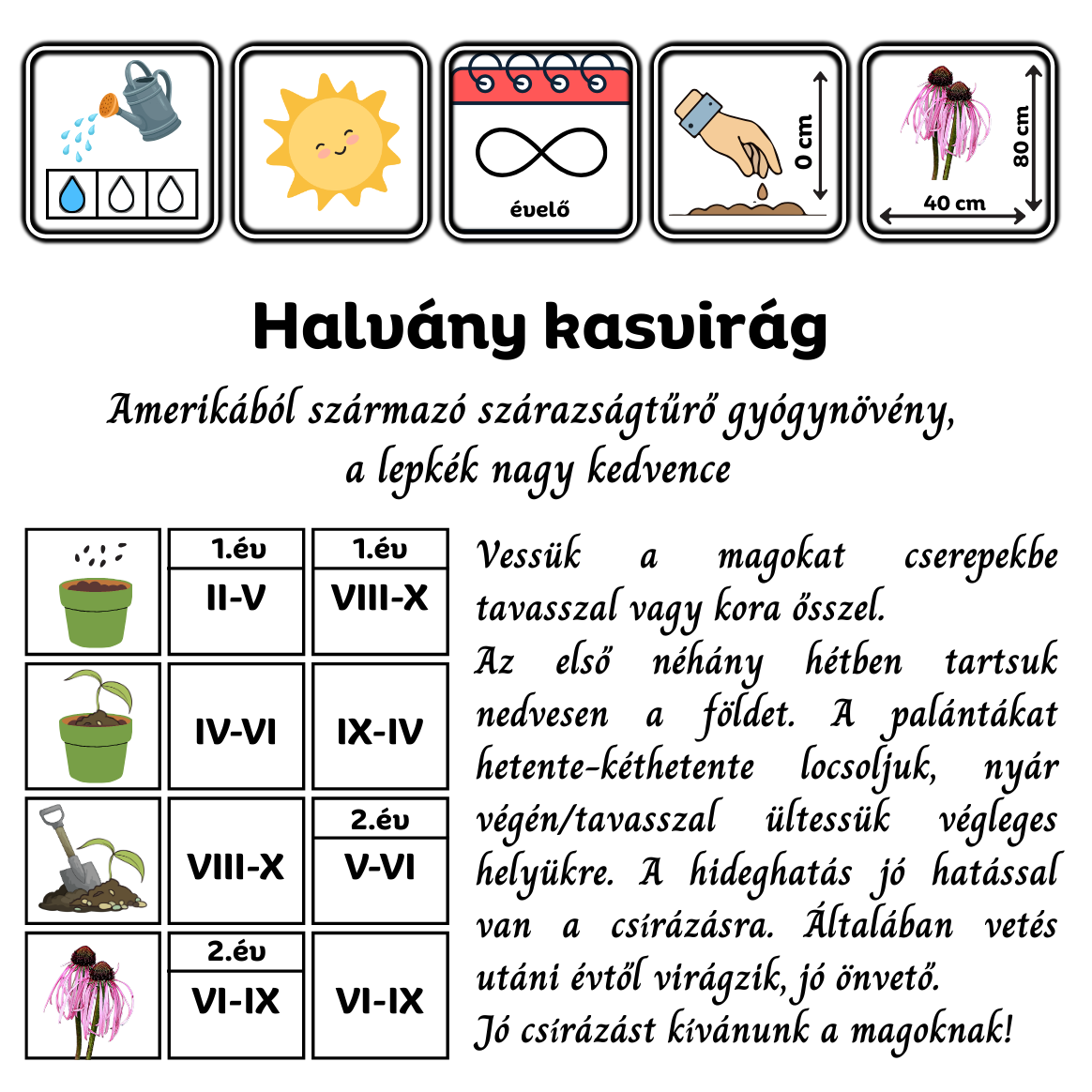 Halvány kasvirág - Echinacea pallida - virágmag