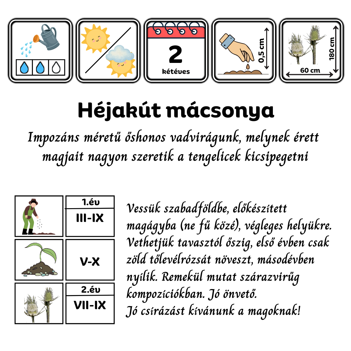 Héjakút mácsonya - Dipsacus laciniatus - őshonos magyar vadvirág mag