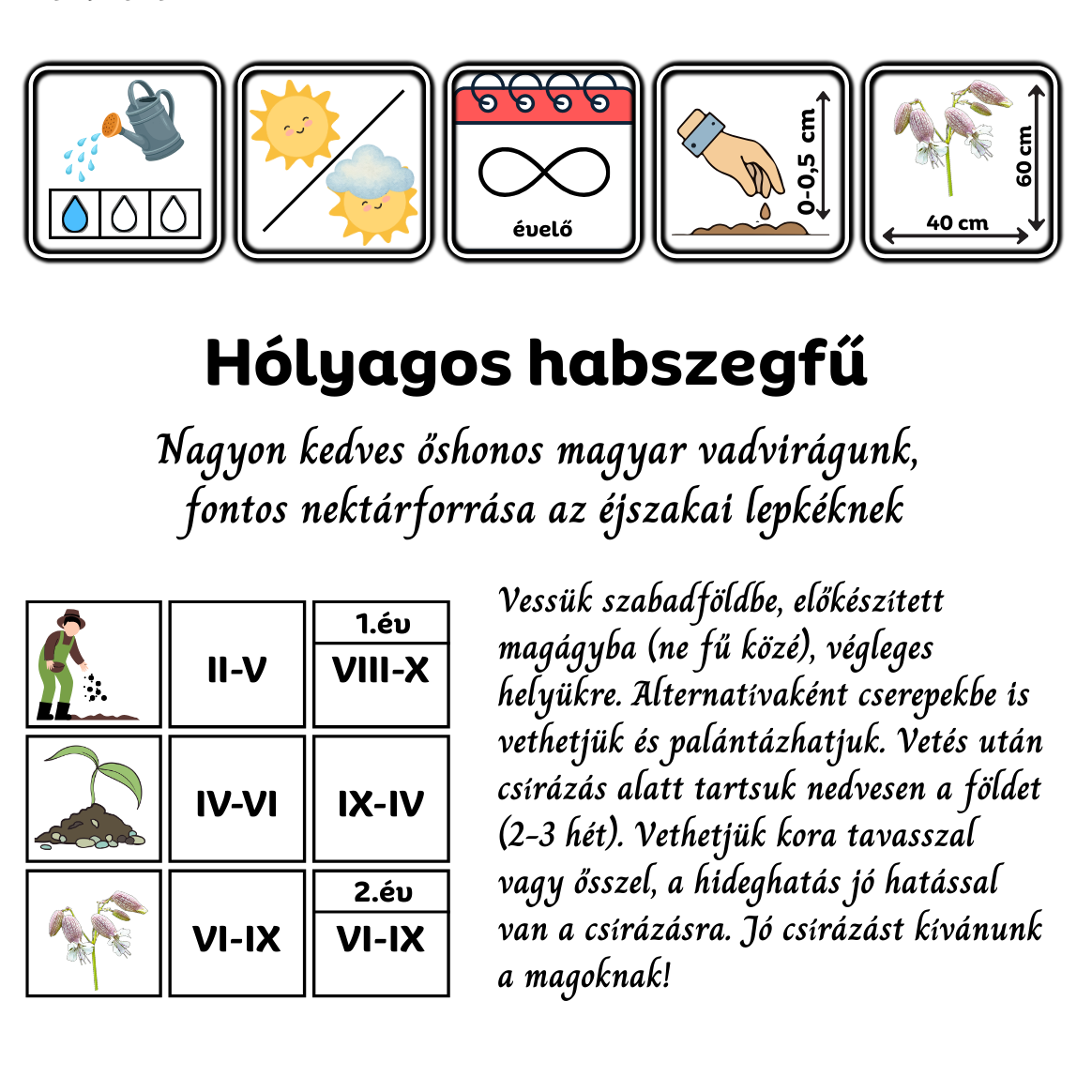 hólyagos habszegfű - Silene vulgaris - őshonos magyar vadvirág mag