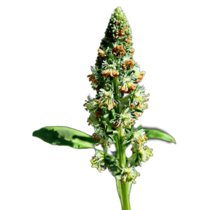 Illatos rezeda (Reseda odorata) 5g, ~4000 mag