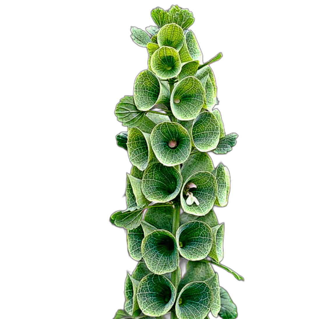 Kagylóvirág - Molucella laevis - virágmag