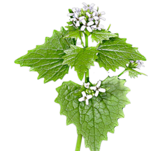 Kányazsombor (Alliaria petiolata) 1g, ~500 mag