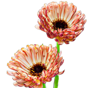 Körömvirág (Calendula officinalis „Touch of Red Buff”) 1g, ~140 mag