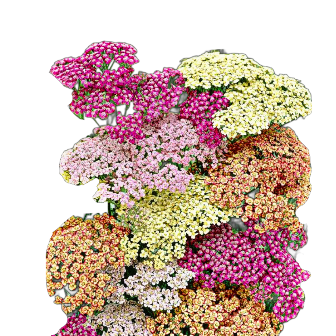 pasztell cickafark színkeverék- Achillea millefolium "Pastel Mix"- őshonos magyar vadvirág