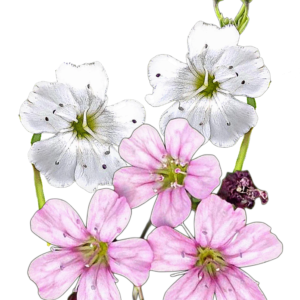 Kúszó fátyolvirág (Gypsophila repens Mix) 0,5g, ~750 mag