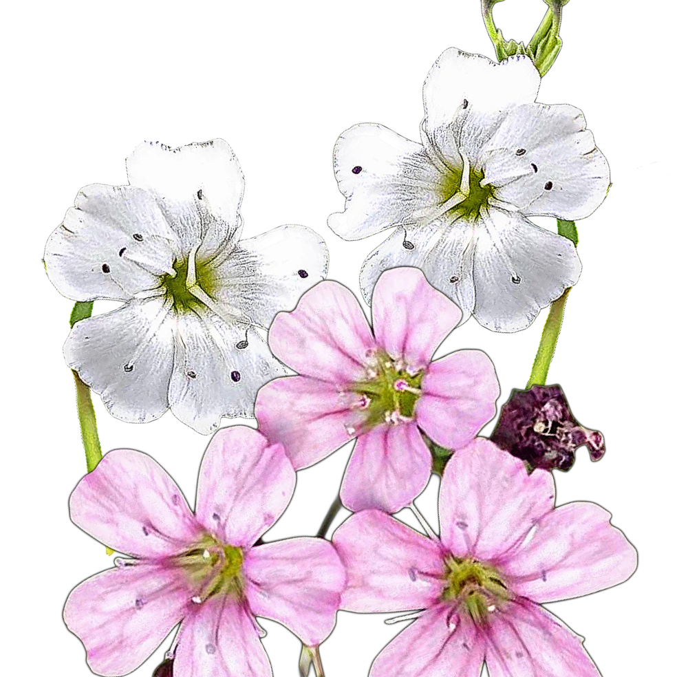 Kúszó fátyolvirág-Gypsophila repens mix-virágmag