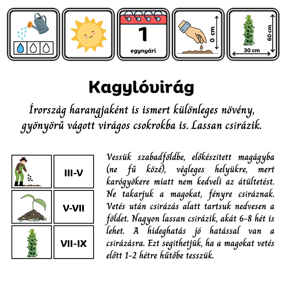 Kagylóvirág - Molucella laevis - virágmag