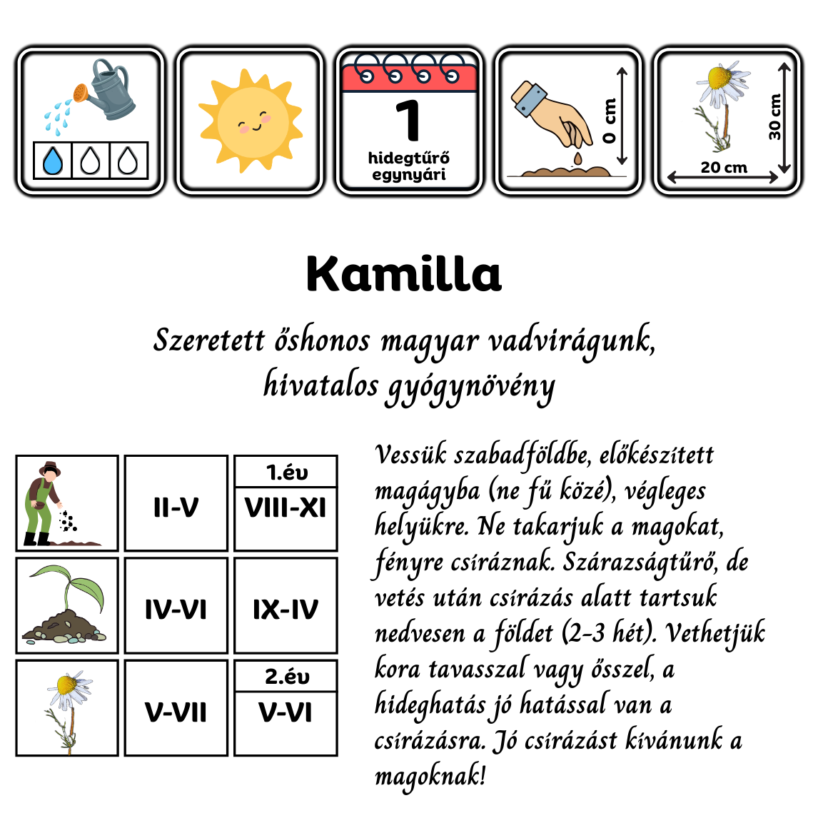 kamilla - matricaria chamomilla - őshonos magyar vadvirág