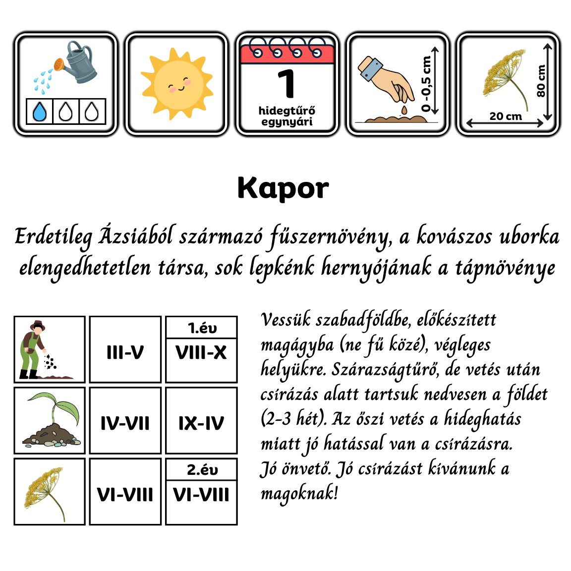 Kapor - Anethum graveolens - mediterrán fűszernövény