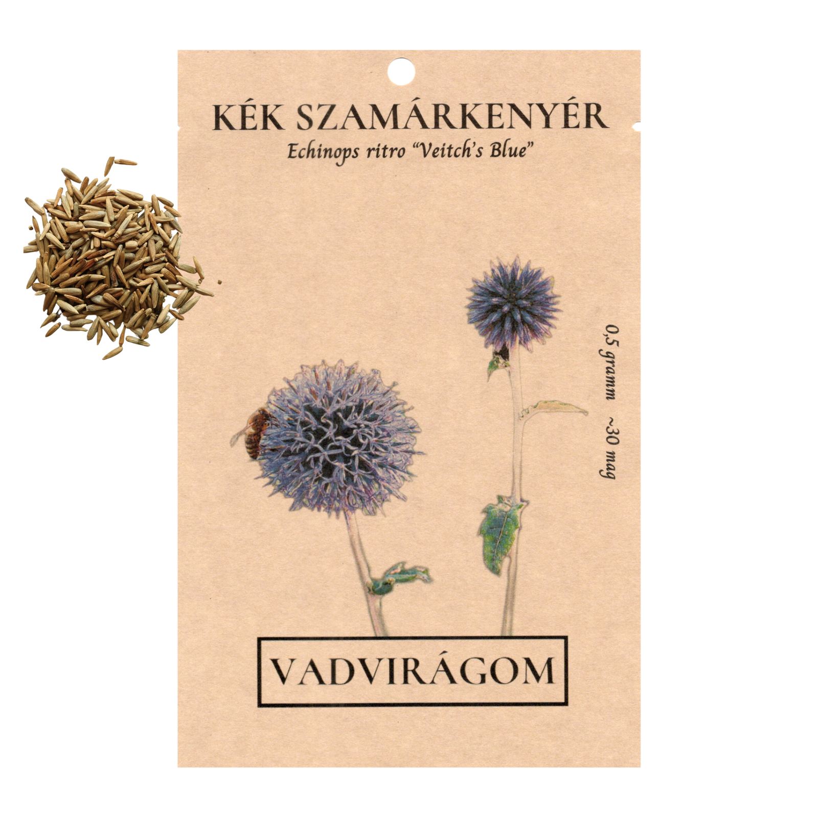 kék szamárkenyér - Echinops ritro Veitch's Blue - őshonos magyar vadvirág mag