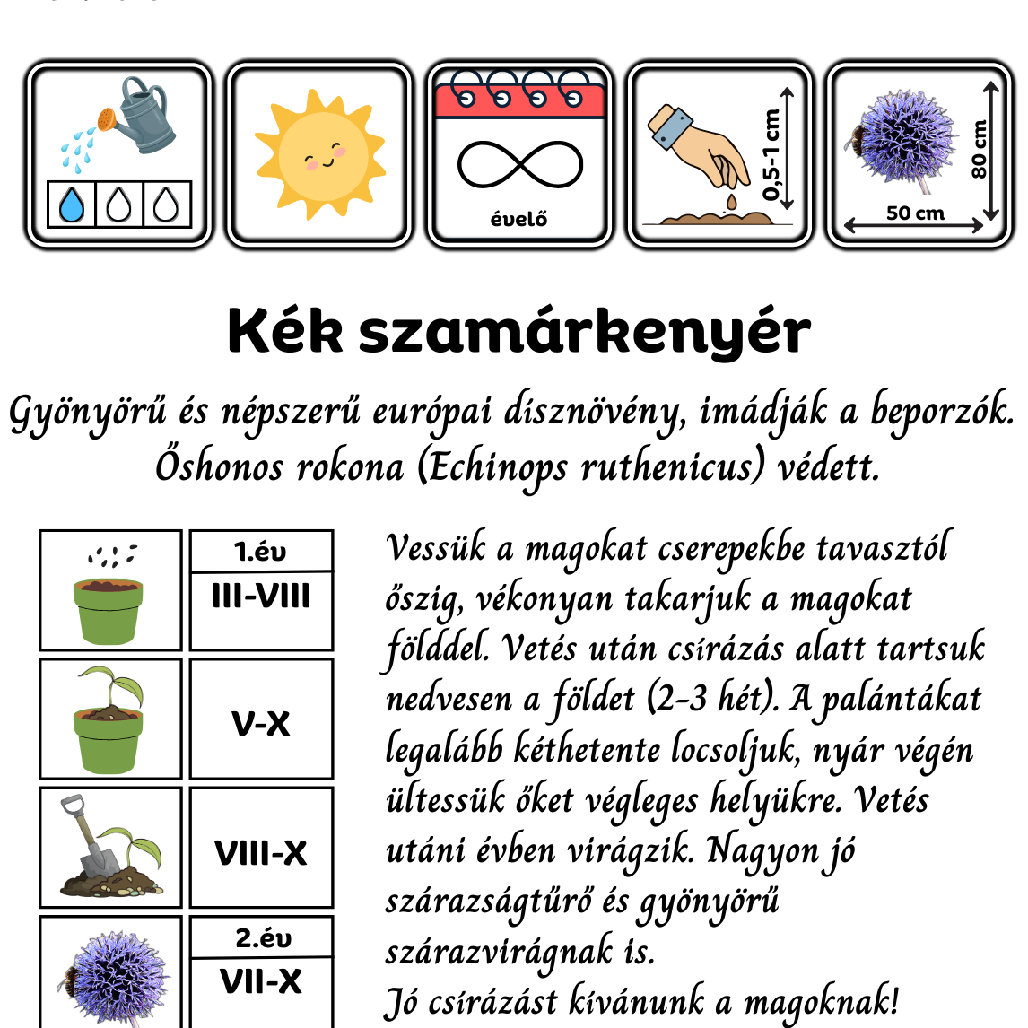 kék szamárkenyér - Echinops ritro Veitch's Blue - őshonos magyar vadvirág mag
