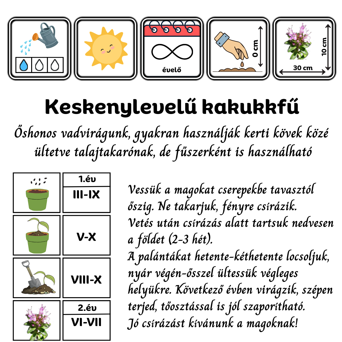 keskenylevelű kakukkfű - Thymus serpyllum - őshonos magyar vadvirág fűszer gyógynövény mag