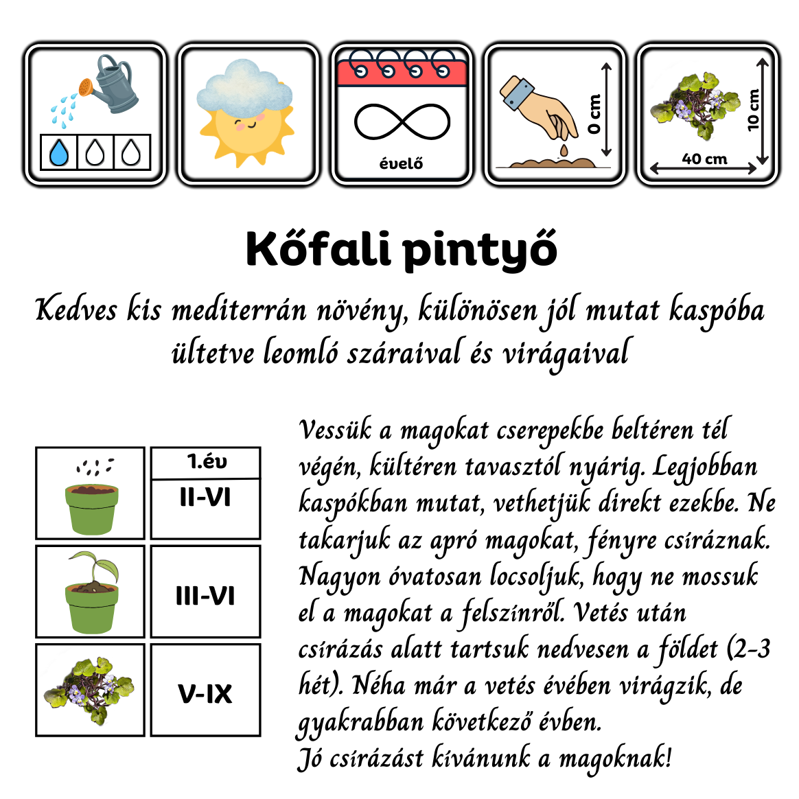 Kőfali pintyő - Cymbalaria muralis - őshonos európai vadvirág