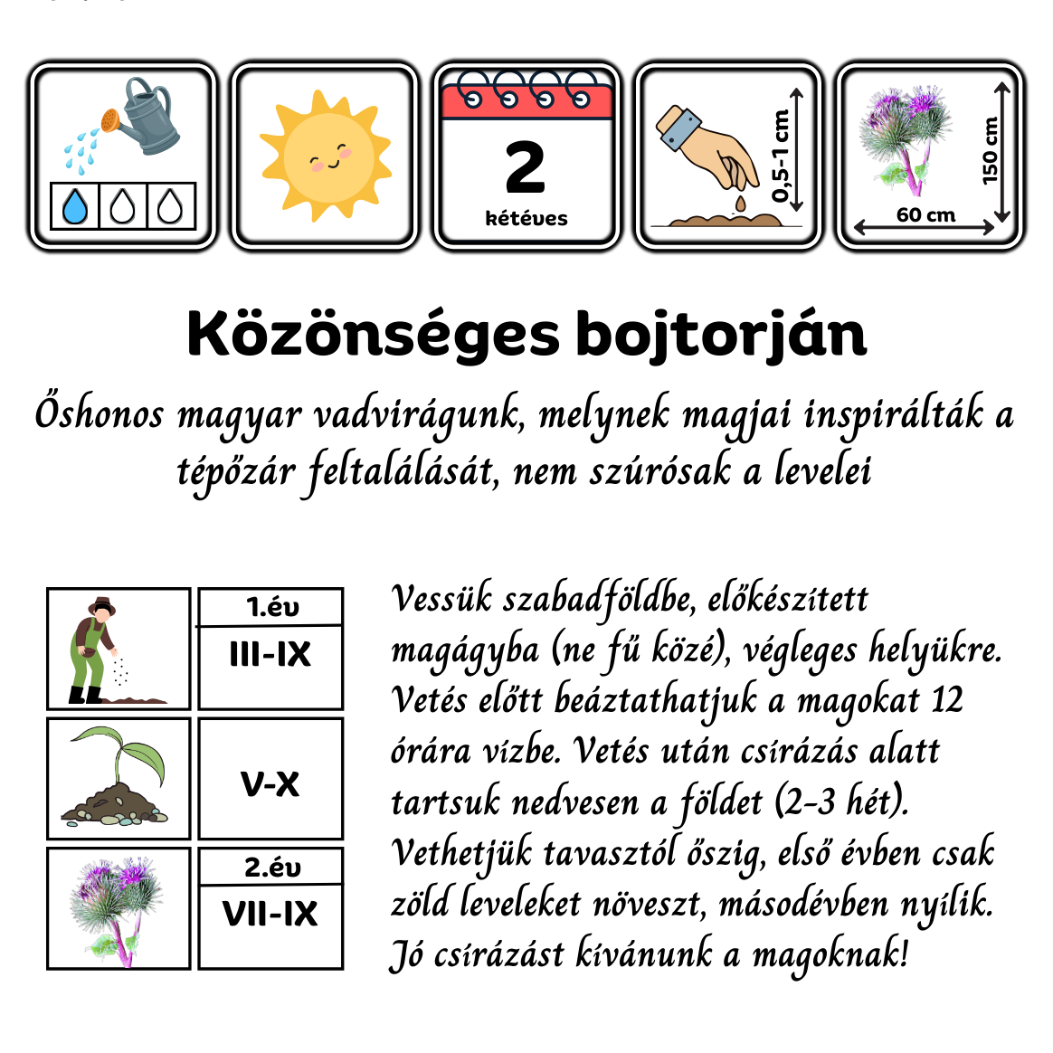 Közönséges bojtorján - Arctium lappa - őshonos magyar vadvirág