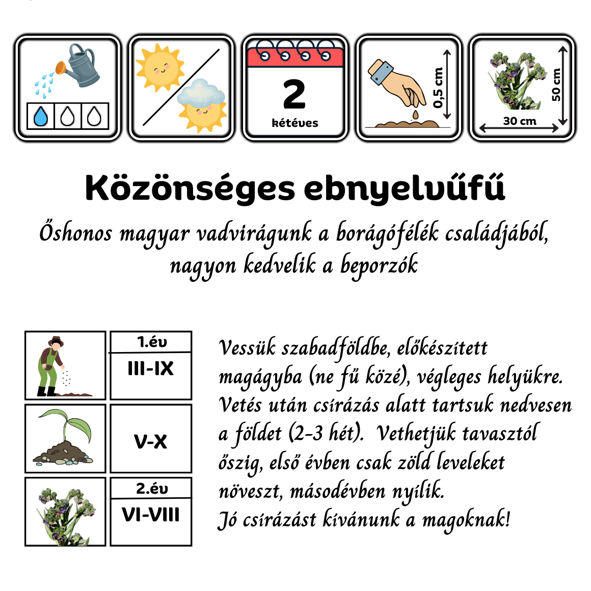közönséges ebnyelvűfű - Cynoglossum officinale - őshonos magyar vadvirág