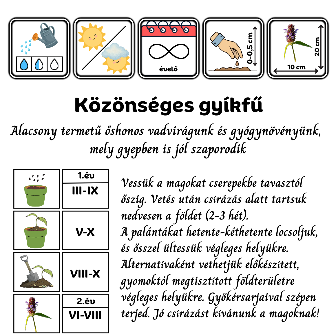 közönséges gyíkfű - Prunella vulgaris - őshonos magyar vadvirág mag
