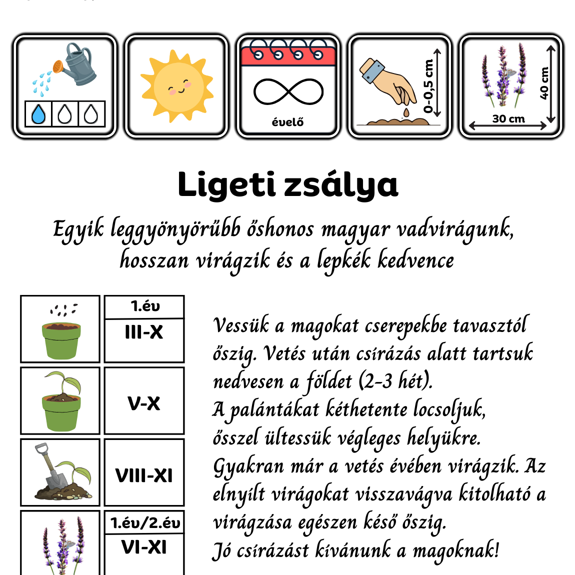 ligeti zsálya - Salvia nemorosa - őshonos magyar vadvirág