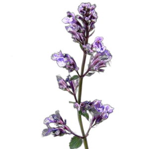 Macskamenta (Nepeta mussinii „purplish blue”) 1g, ~1200 mag