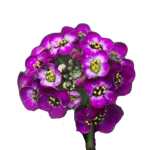 Mézvirág (Lobularia maritima „Oriental Nights”) 1g, ~3500 mag