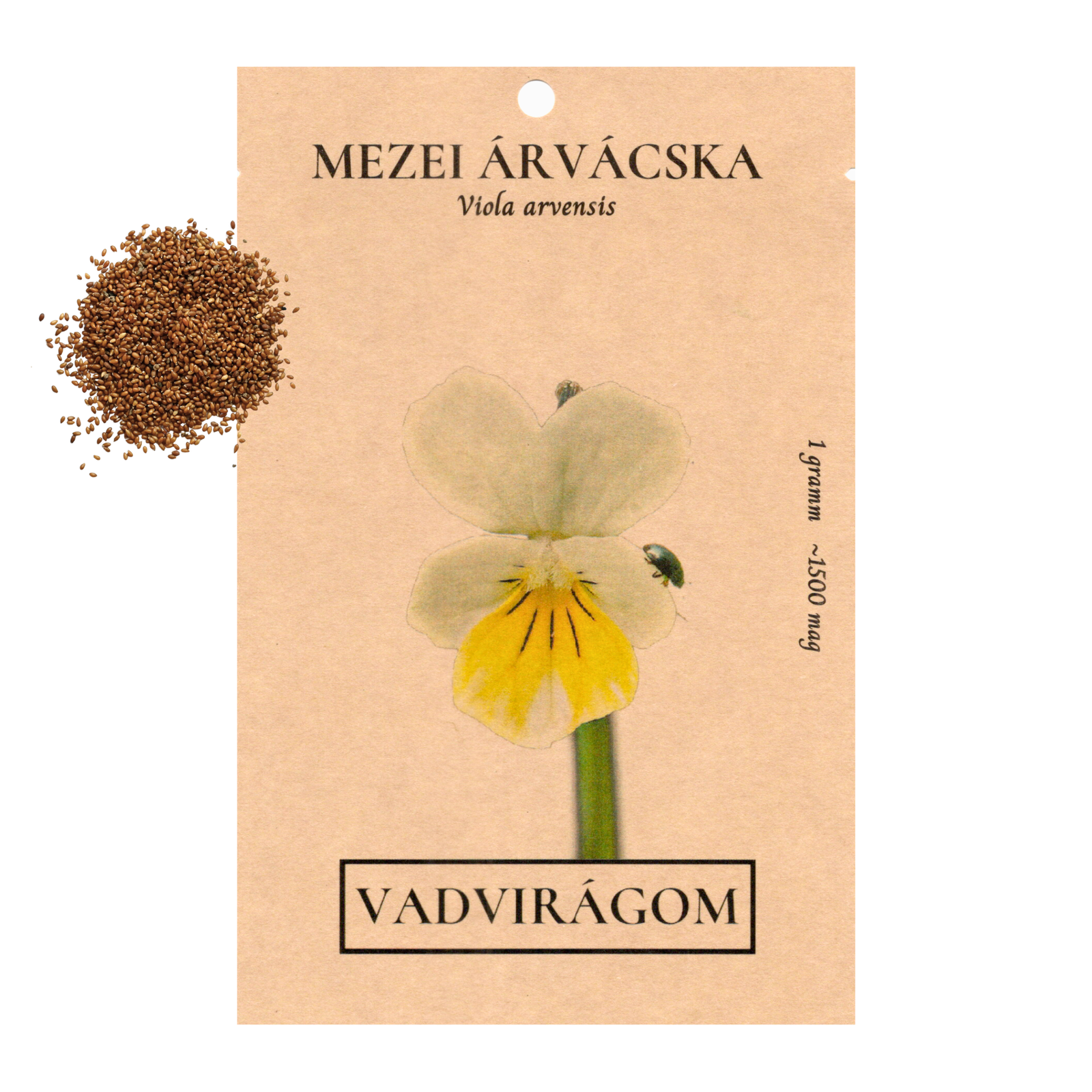 Mezei árvácska - Viola arvensis - őshonos magyar vadvirág