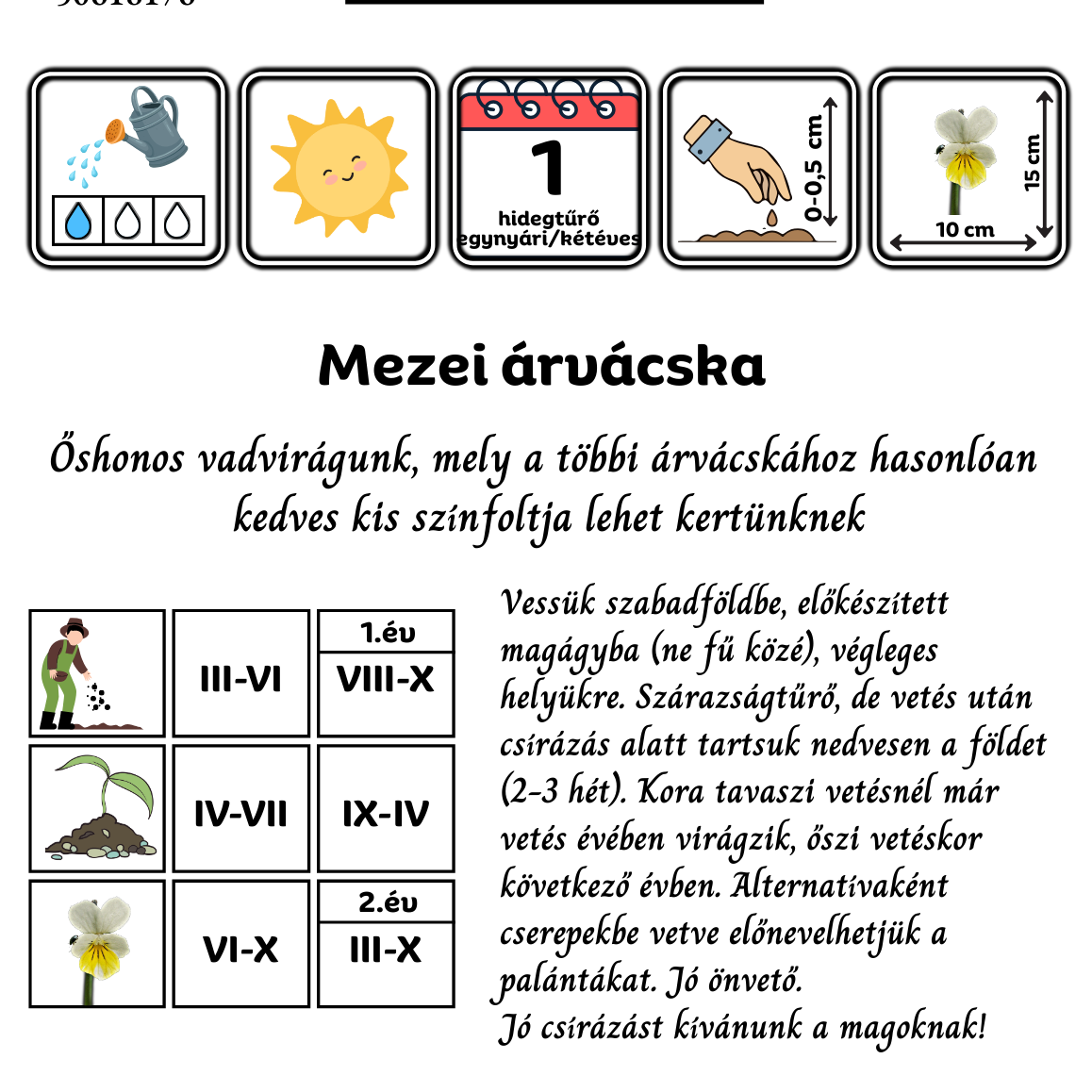 Mezei árvácska - Viola arvensis - őshonos magyar vadvirág