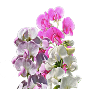 Nagyvirágú lednek (Lathyrus latifolius) 2g, ~36 mag