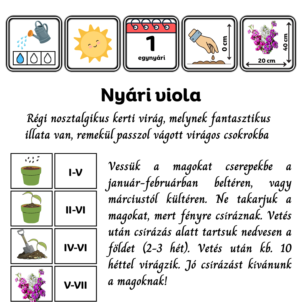 Nyári viola - Matthiola incana - illatos vágott virág