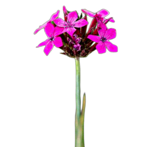 Óriás szegfű (Dianthus giganteus) 1g, ~900 mag