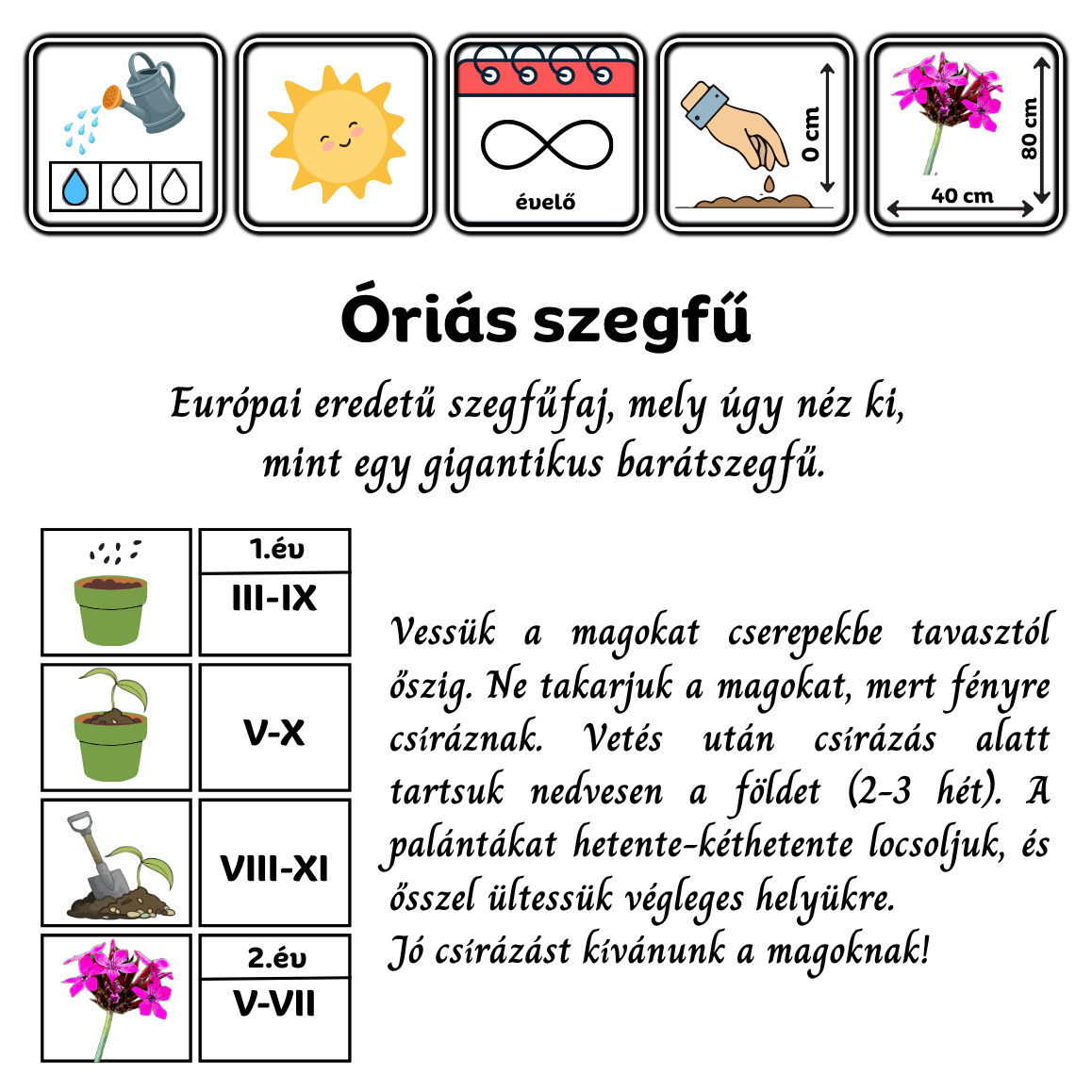 Óriás szegfű (Dianthus giganteus) 1g, ~900 mag - Image 2