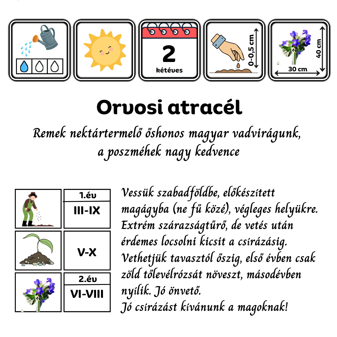 orvosi atracél - Anchusa officinalis - őshonos magyar vadvirág