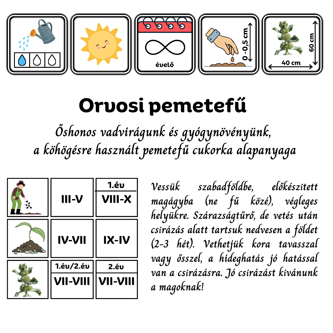 Orvosi pemetefű (Marrubium vulgare) 0,5g, ~500 mag - Image 2