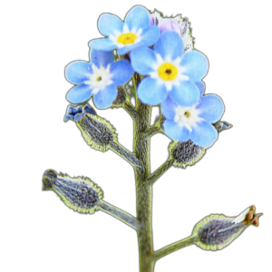 Parlagi nefelejcs (Myosotis arvensis) 0,5g, ~1500 mag