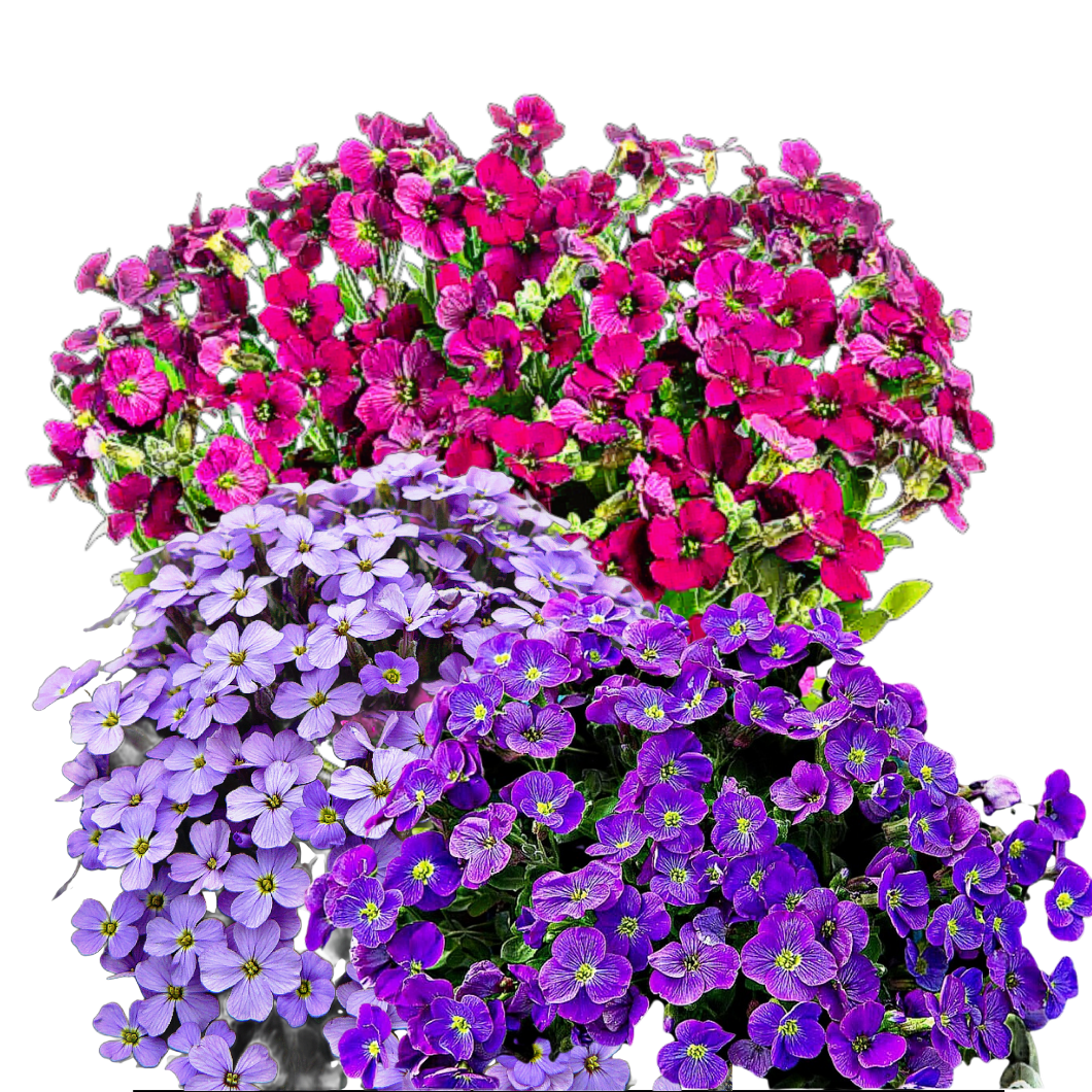Pázsitviola - Aubrieta hybrida - színkeverék - talajtakaró dísznövény sziklakertbe mag